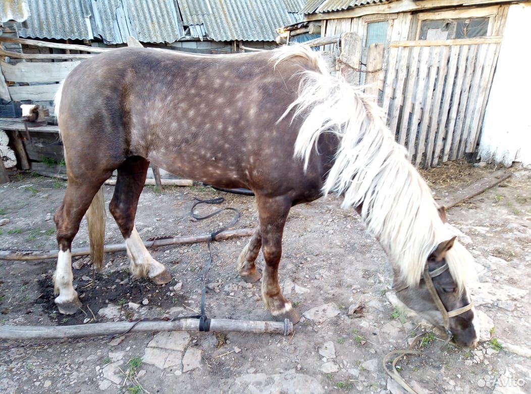 Лошадь обученная купить на Зозу.ру - фотография № 3