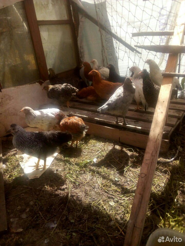 Цыплята,гусята,утята,цесарята купить на Зозу.ру - фотография № 4