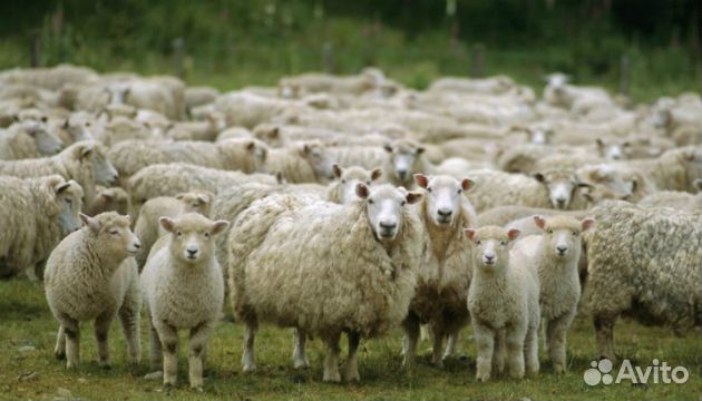 Продается местные овцы с ягнятами купить на Зозу.ру - фотография № 1