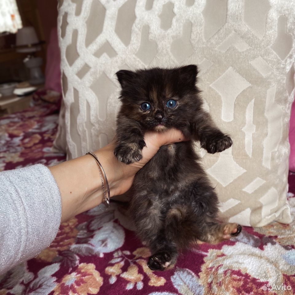 Отдаём котёнка в добрые руки купить на Зозу.ру - фотография № 1