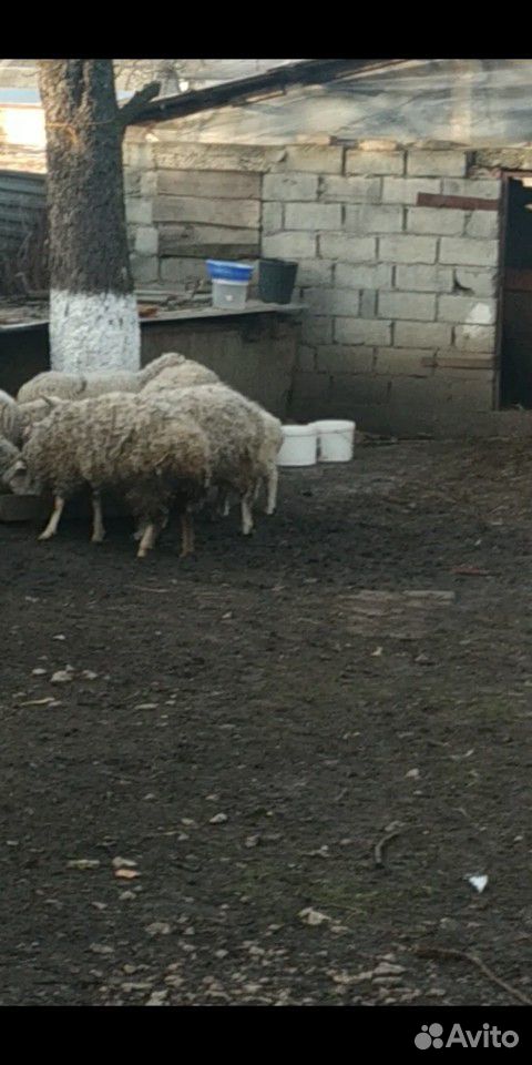 Овцы и барашки купить на Зозу.ру - фотография № 2