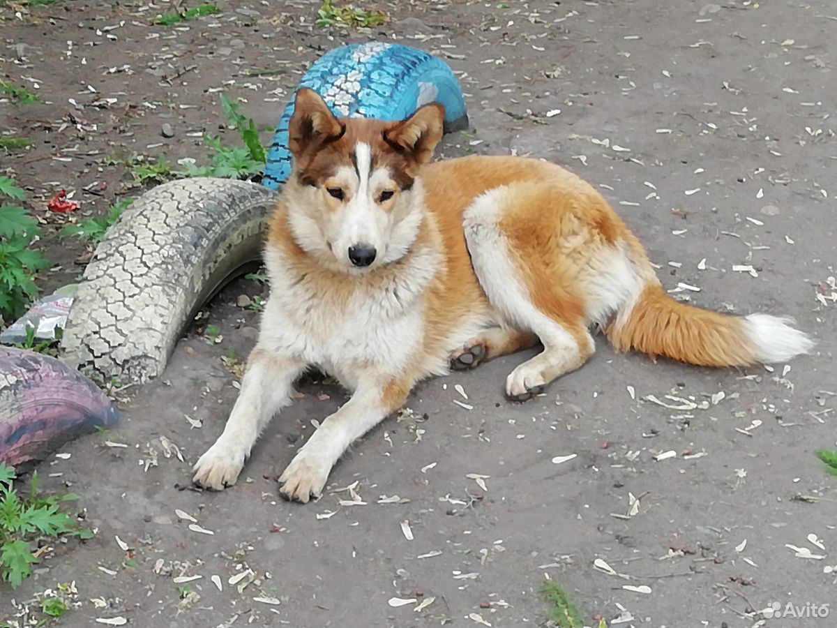 Лайки в избранное. Западно сибирская лайка. Лайки в избранное. Карточка товаров ванн на озоне дизайн. Амурская лайка.