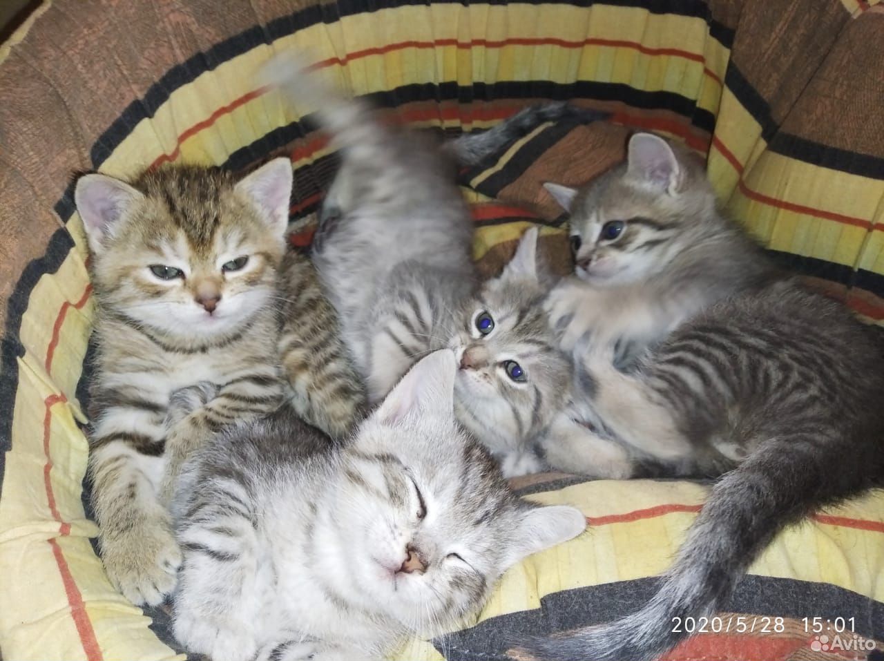 Продажа кота в Рязани. Купить котенка в Рязанской области. Купить кошку в рязани