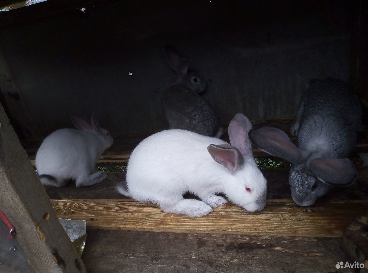 Кролики породы - Шиншиллы купить на Зозу.ру - фотография № 3