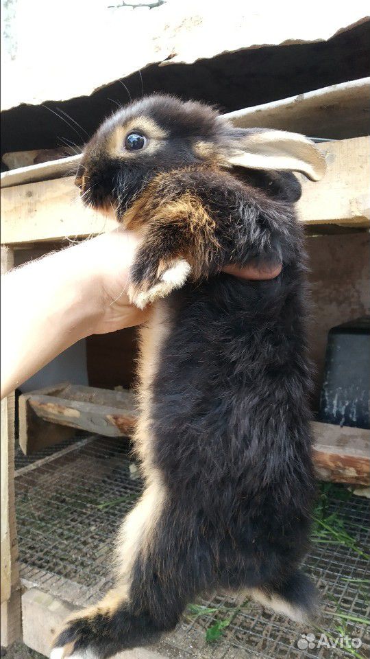 Черно-огненные кролики купить на Зозу.ру - фотография № 4