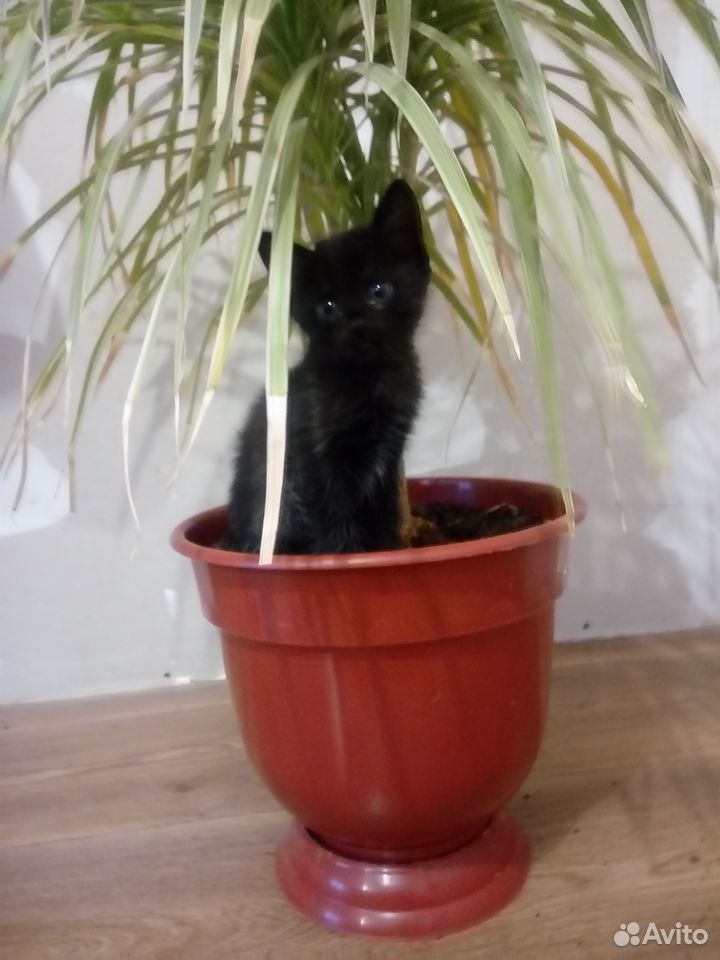Отдам черных котят купить на Зозу.ру - фотография № 1