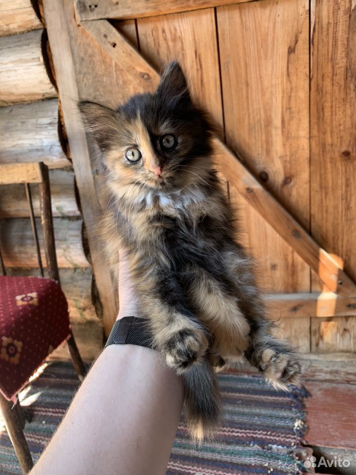Кошечка 2 месяца купить на Зозу.ру - фотография № 3