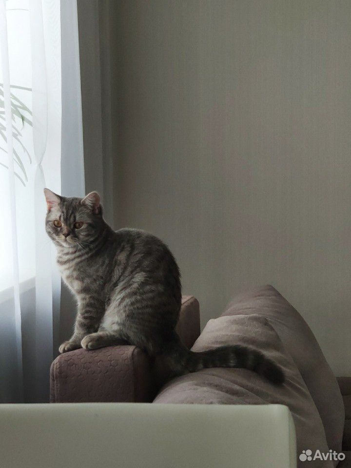 Породистый британский котнок купить на Зозу.ру - фотография № 1