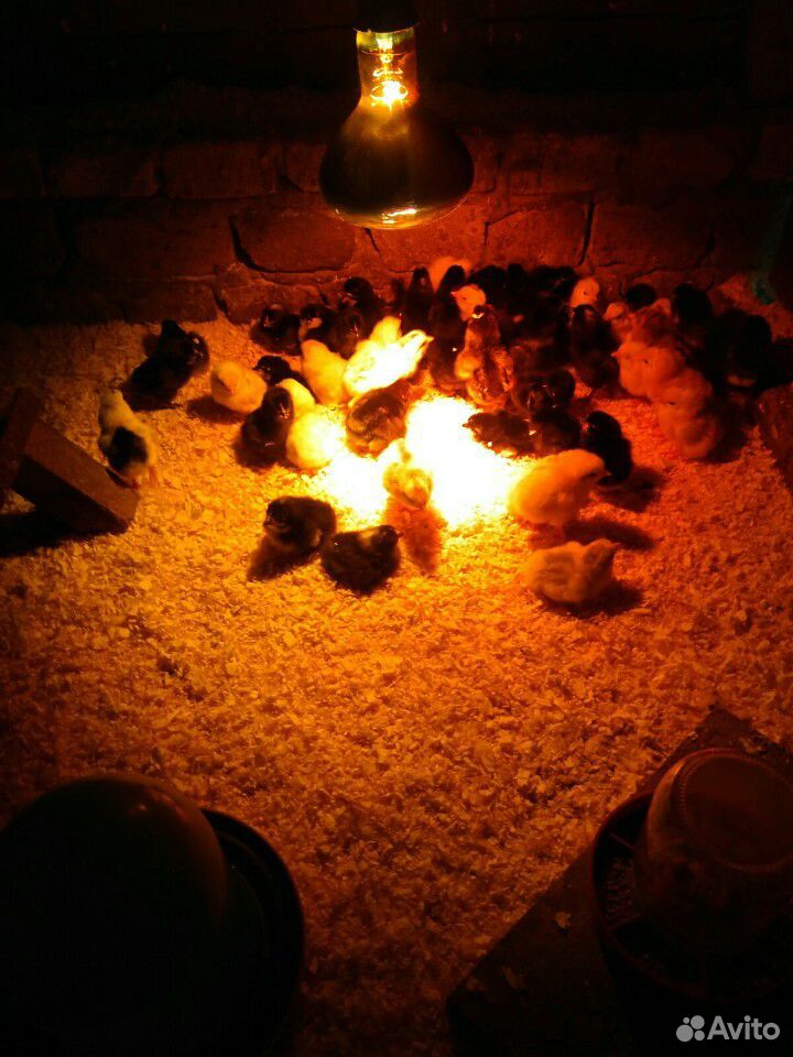 Суточные цыплята домашних кур купить на Зозу.ру - фотография № 3