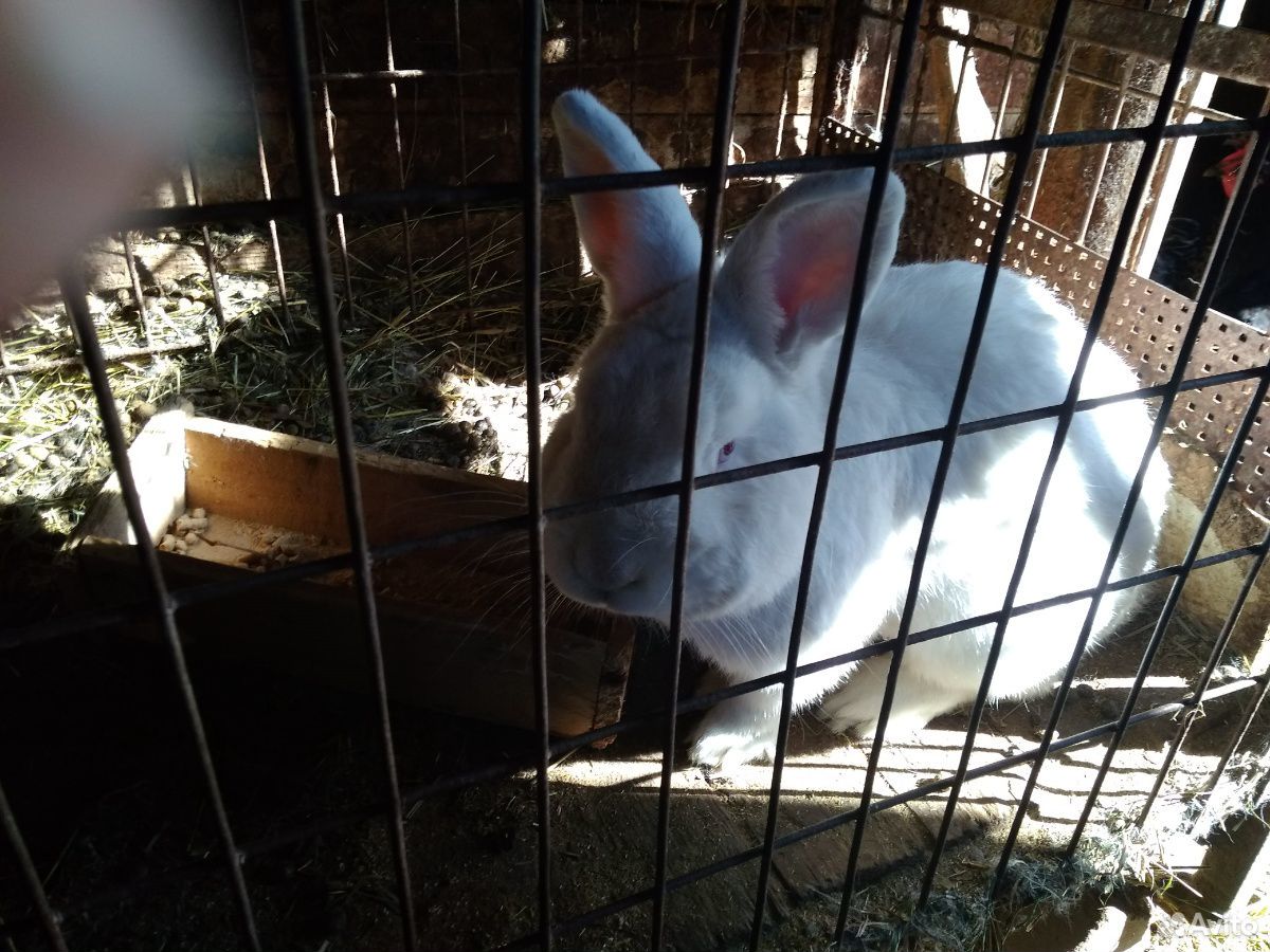 Кролики Новозеландские белые купить на Зозу.ру - фотография № 3