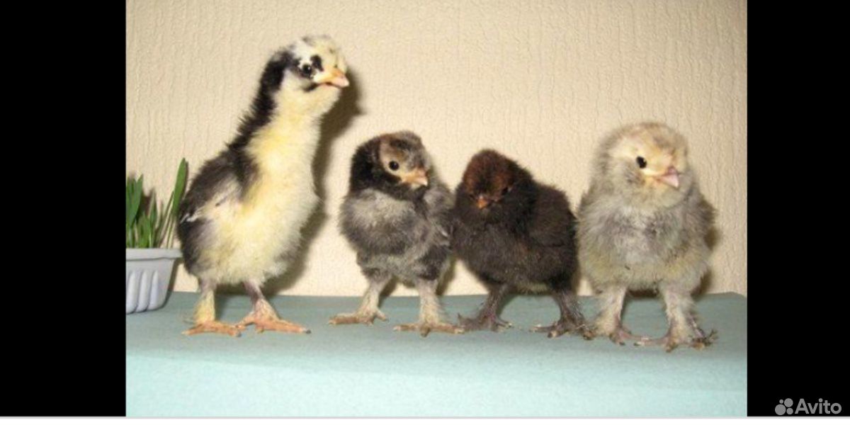 Цыплята от породистых кур совместного содержания купить на Зозу.ру - фотография № 5