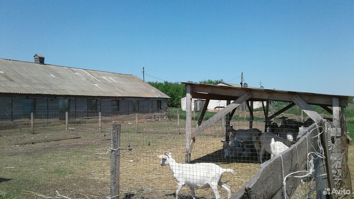 Молочные козы, козлята купить на Зозу.ру - фотография № 1