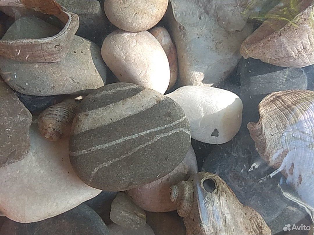 Камни, ракушки для аквариума купить на Зозу.ру - фотография № 3