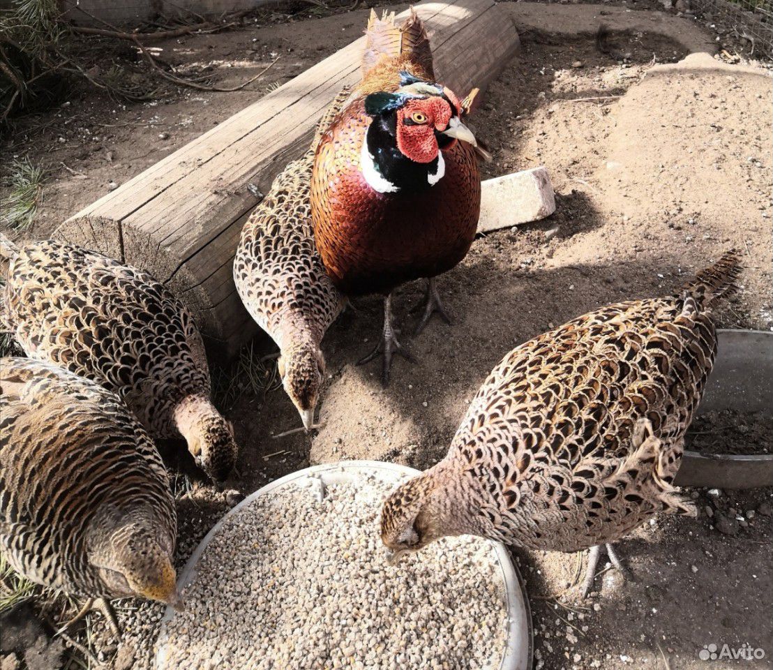 Инкубационное яйцо охотничьего фазана купить на Зозу.ру - фотография № 1