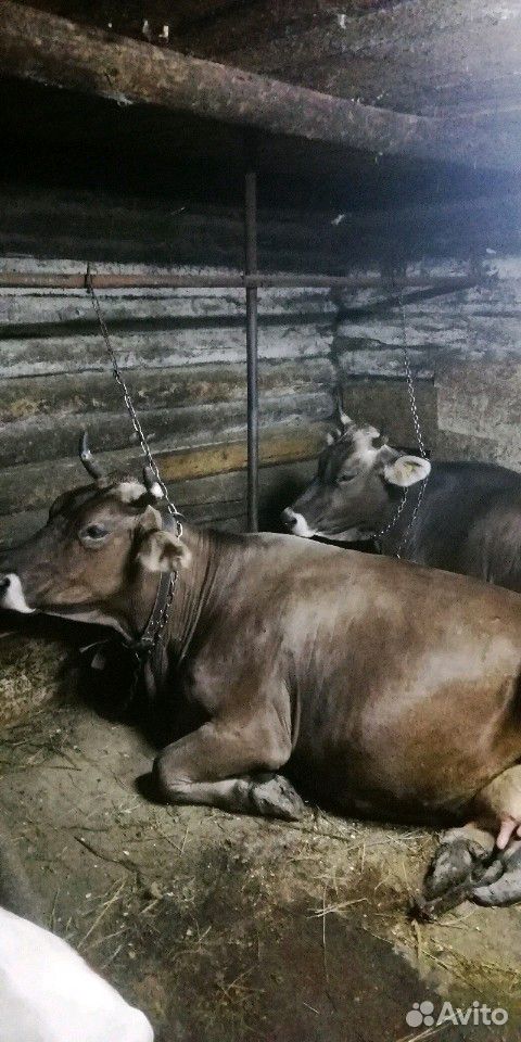 Двойная корова швидской породы купить на Зозу.ру - фотография № 1