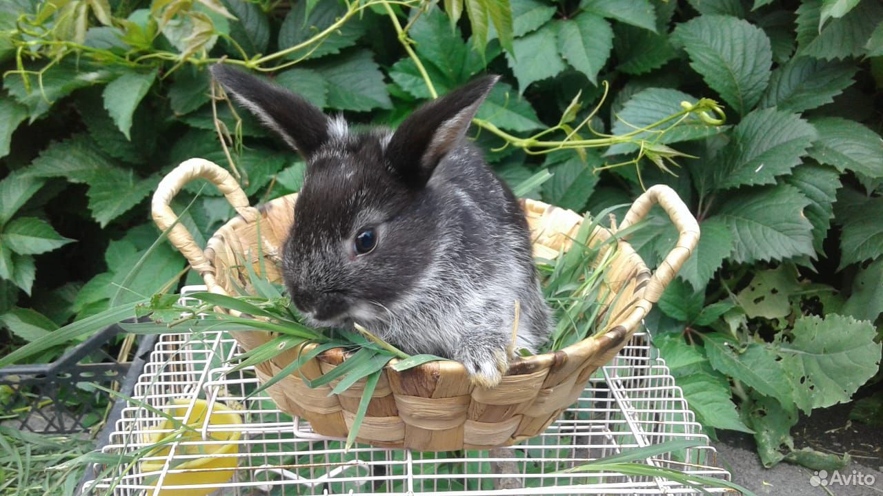 Кролик декоративный (мальчики зайчики) купить на Зозу.ру - фотография № 2