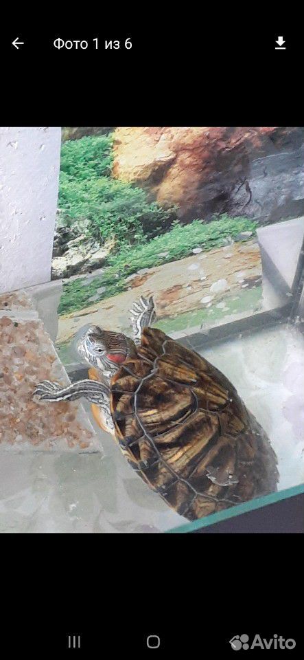 Красноухая черепаха девочка купить на Зозу.ру - фотография № 1