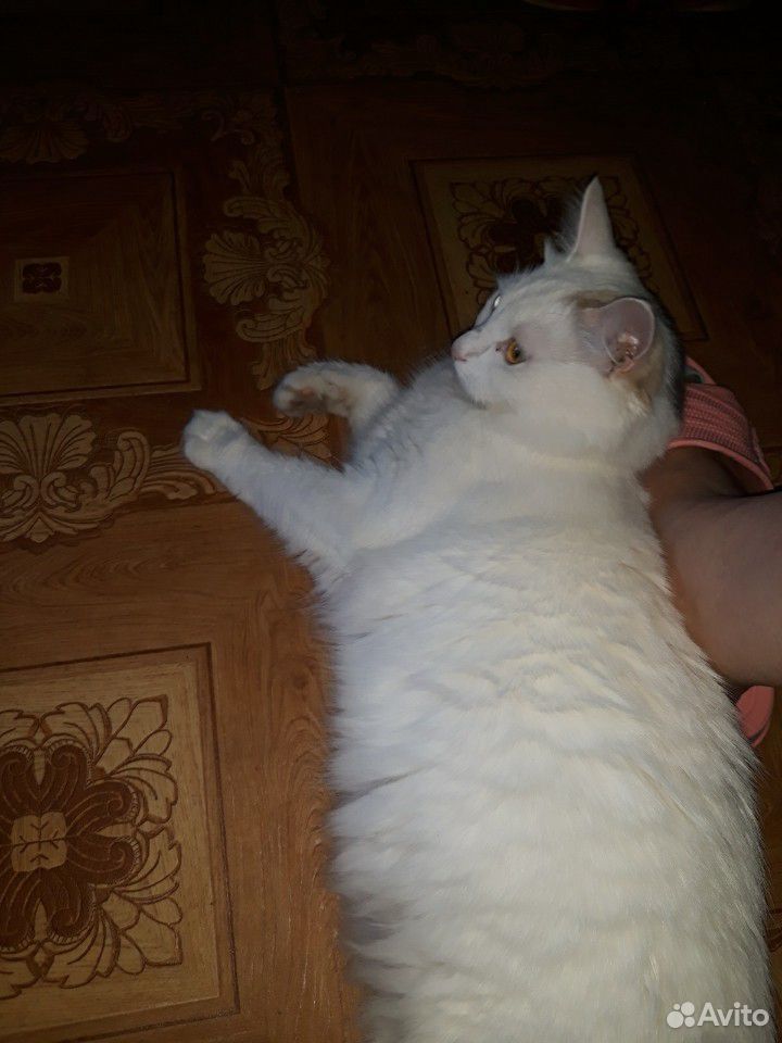 Кошка Алиса, почти вся белая, разноглазая(стерилиз купить на Зозу.ру - фотография № 2