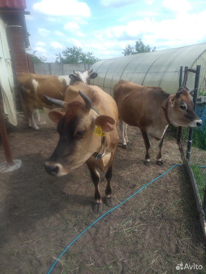 Натуральные молочные продукты от породистых коров купить на Зозу.ру - фотография № 2