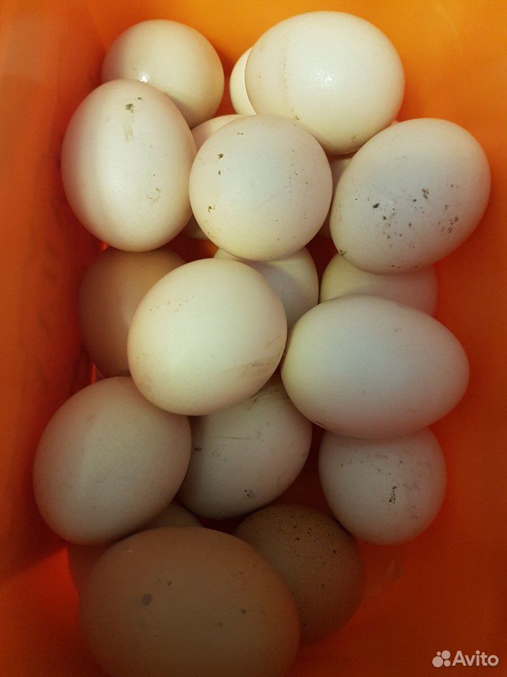 Яйца свежие куриные купить на Зозу.ру - фотография № 3