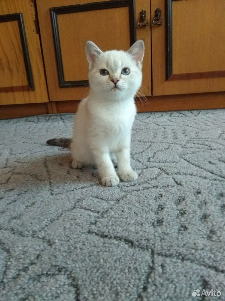 Продается шотландский котёнок купить на Зозу.ру - фотография № 1