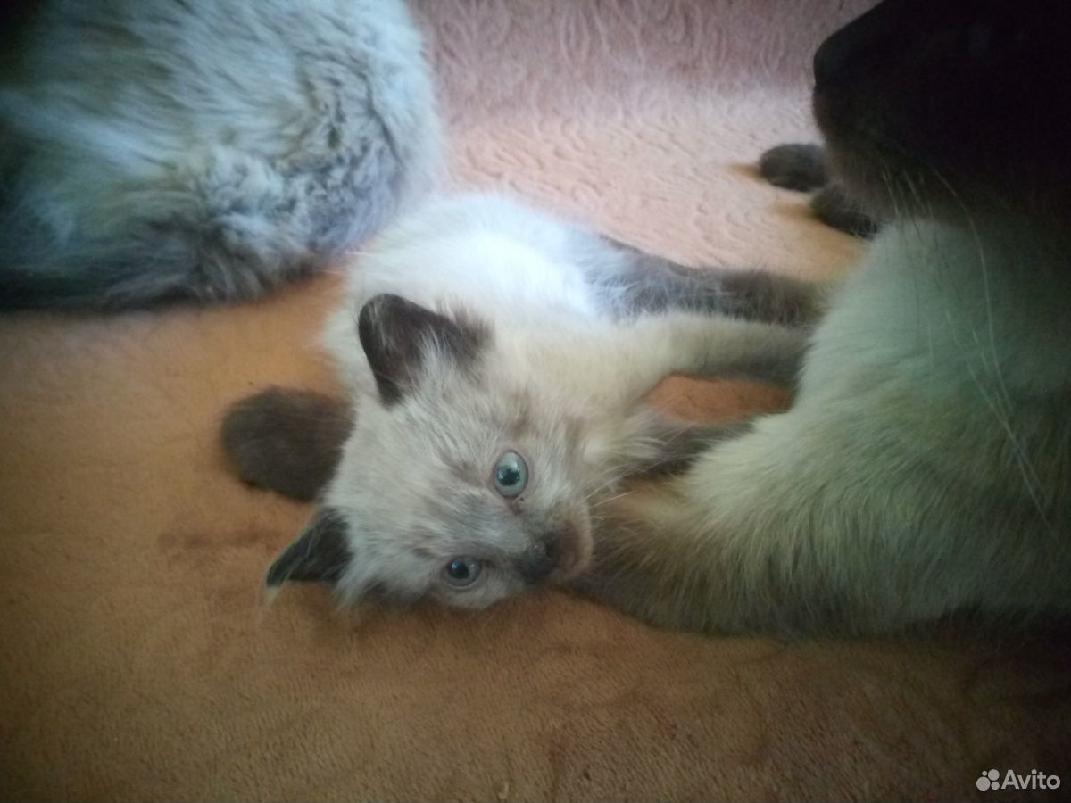 Сиамский котёнок купить на Зозу.ру - фотография № 1