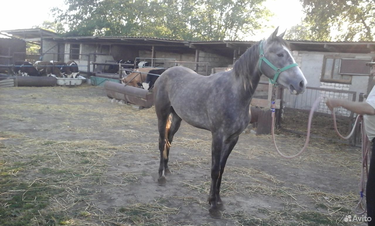 Лошадь двухлетняя Орловской породы купить на Зозу.ру - фотография № 2