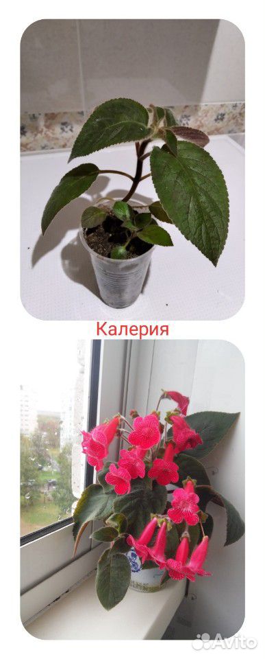 Домашние цветы купить на Зозу.ру - фотография № 3