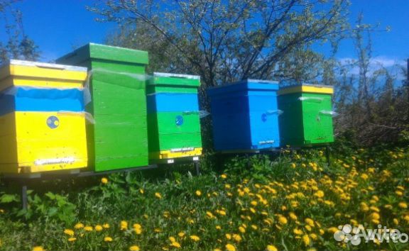 Пчелы, пчелосемьи, отводки Бакфаст купить на Зозу.ру - фотография № 1