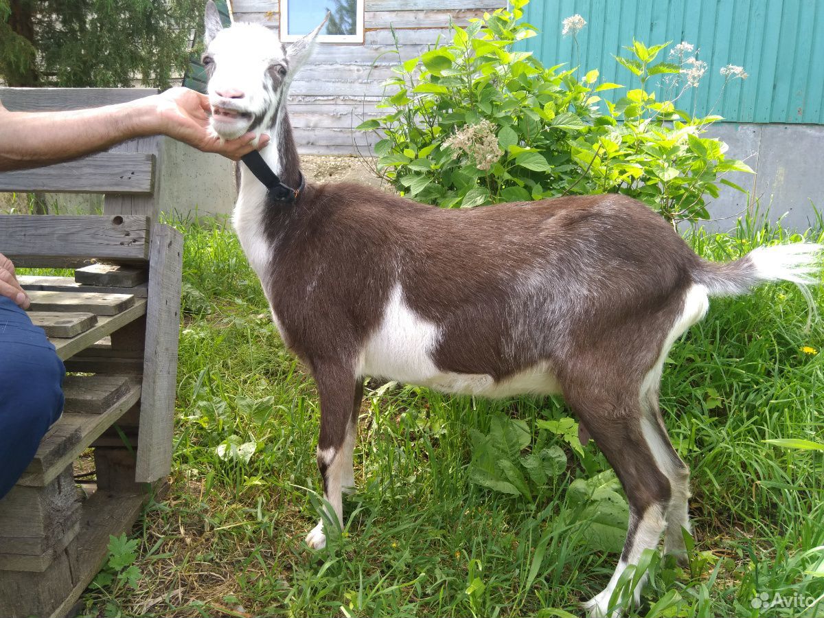 Молочная коза купить на Зозу.ру - фотография № 8
