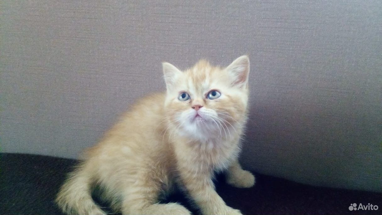 Продам британских котят необычного окраса купить на Зозу.ру - фотография № 4
