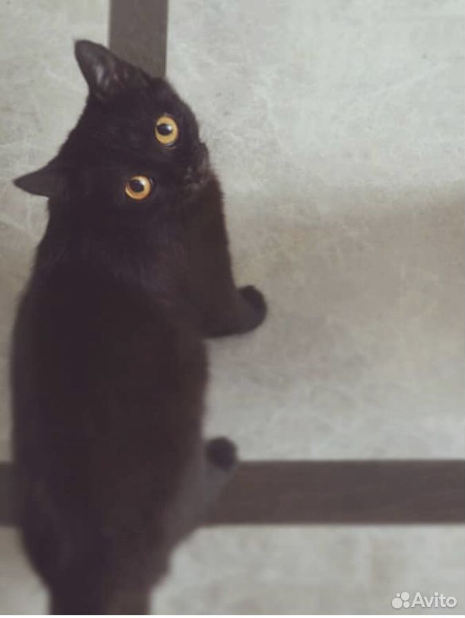 Котята- метисы бомбейской кошки купить на Зозу.ру - фотография № 7