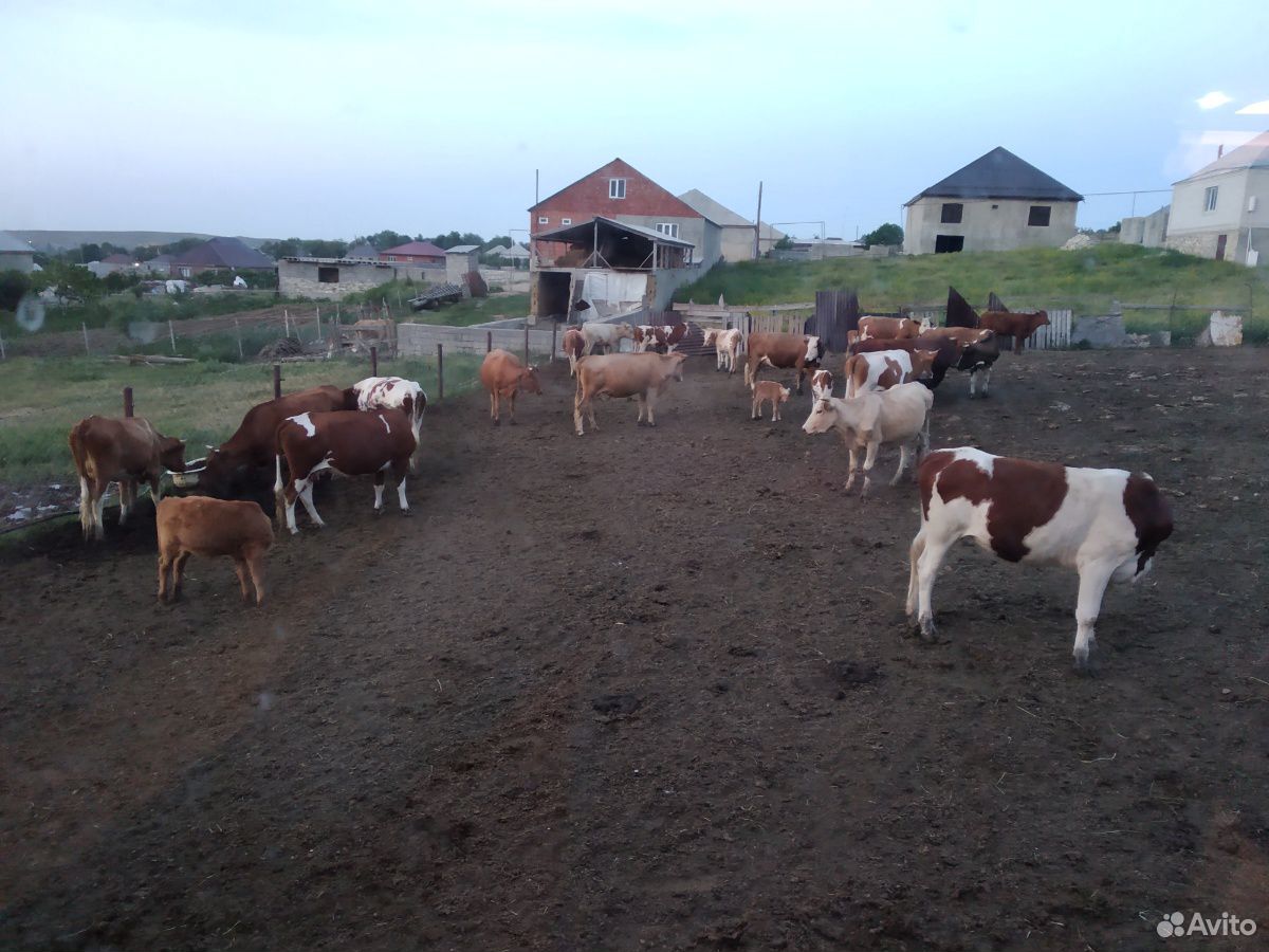 Коровы и бычки купить на Зозу.ру - фотография № 3