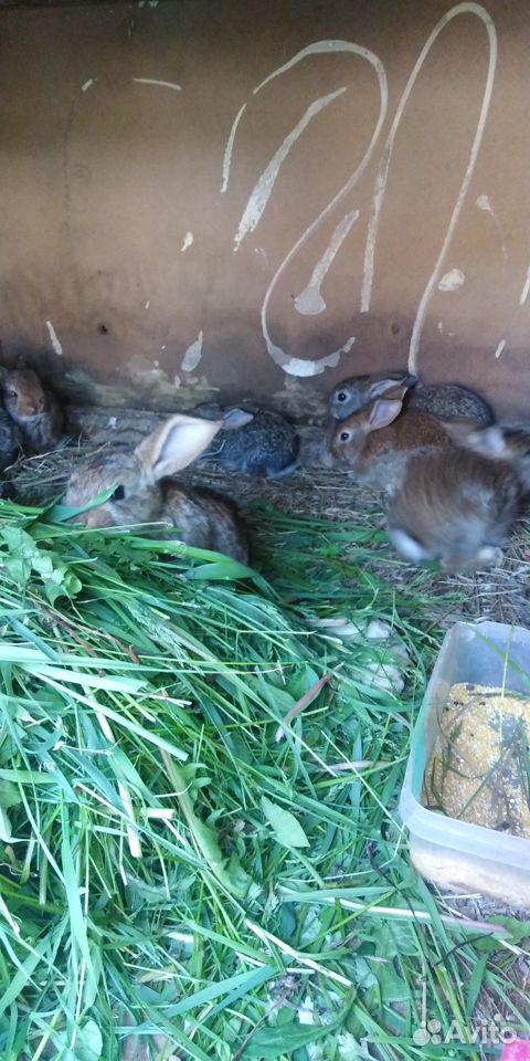 Крольчата 1.5 месяца купить на Зозу.ру - фотография № 6