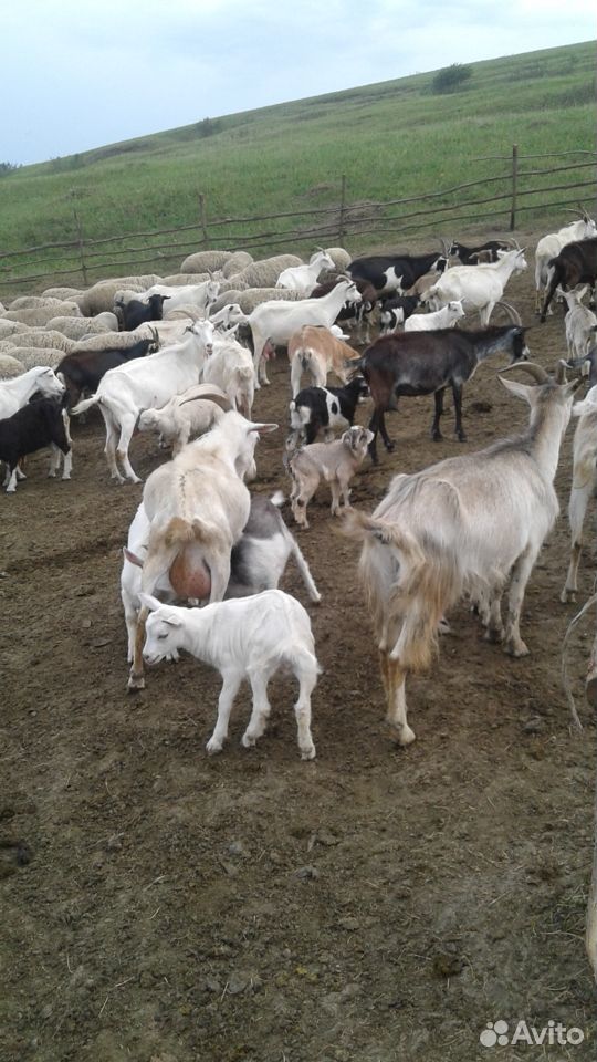 Продам дойных коз купить на Зозу.ру - фотография № 9