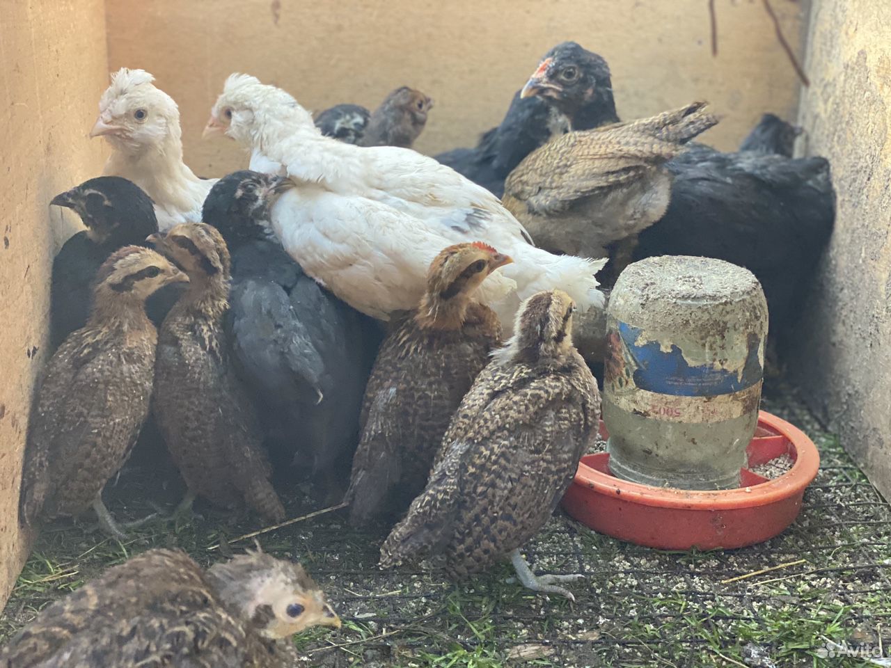 Цыплята, фазаны купить на Зозу.ру - фотография № 4