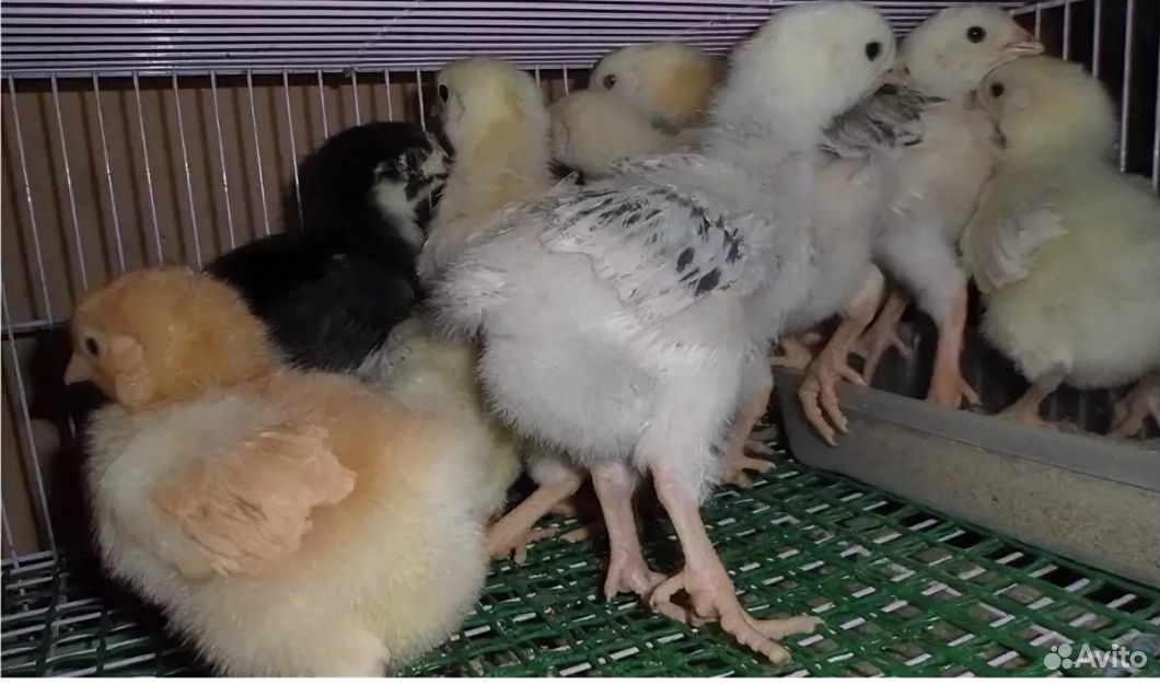 Цыплята от домашних курочек купить на Зозу.ру - фотография № 2