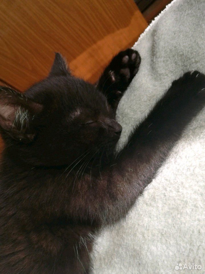 Отдам чёрного котёнка (мальчик), 2 месяца купить на Зозу.ру - фотография № 1