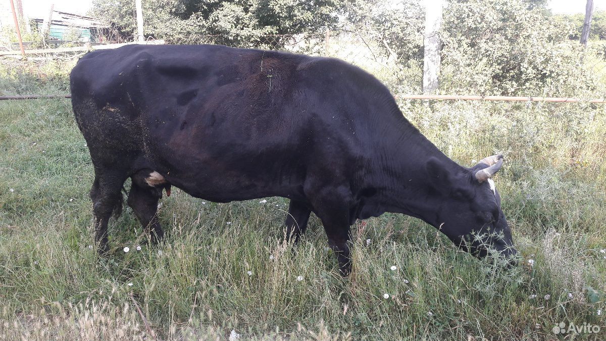 Корова телёнок купить на Зозу.ру - фотография № 1
