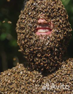 Помогу снять и вывезти рой пчел купить на Зозу.ру - фотография № 1