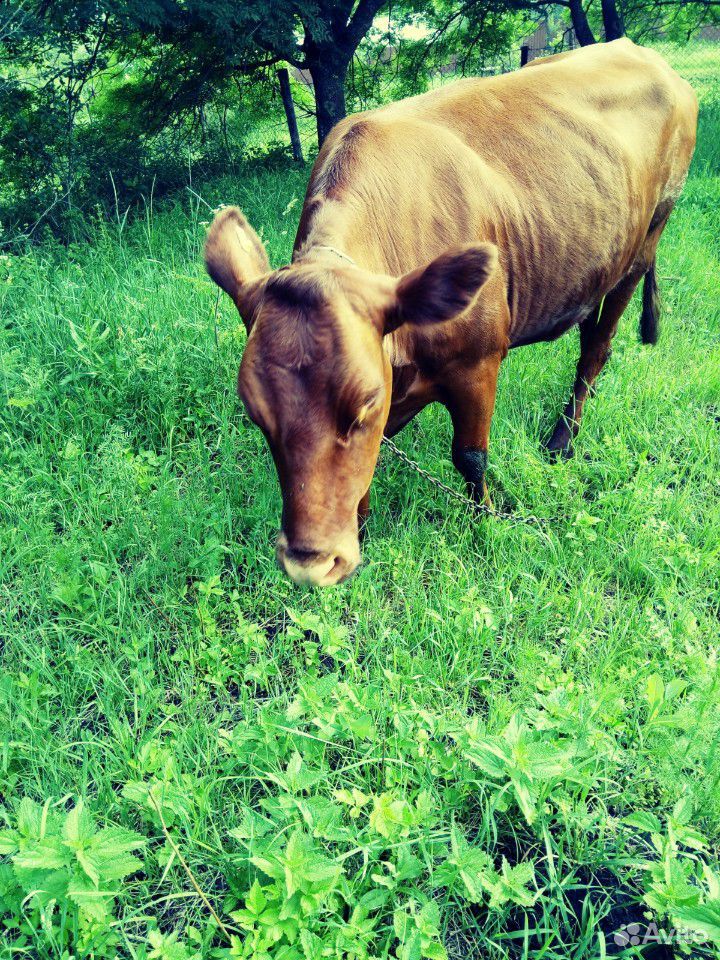 Корова и бычок купить на Зозу.ру - фотография № 3
