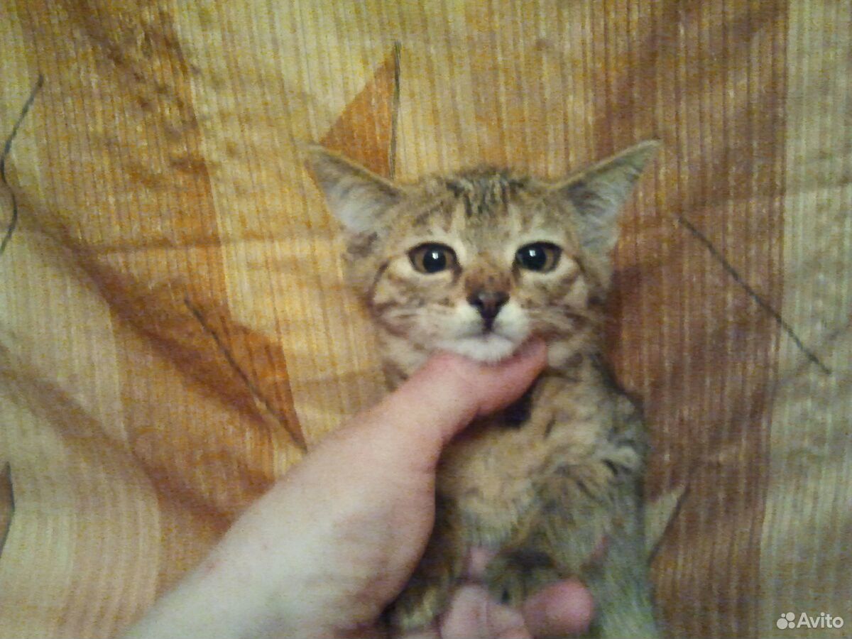 Котёнок в добрые руки самочка купить на Зозу.ру - фотография № 9