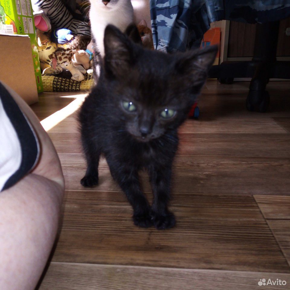 Черный котенок- талисман удачи и богатства купить на Зозу.ру - фотография № 1