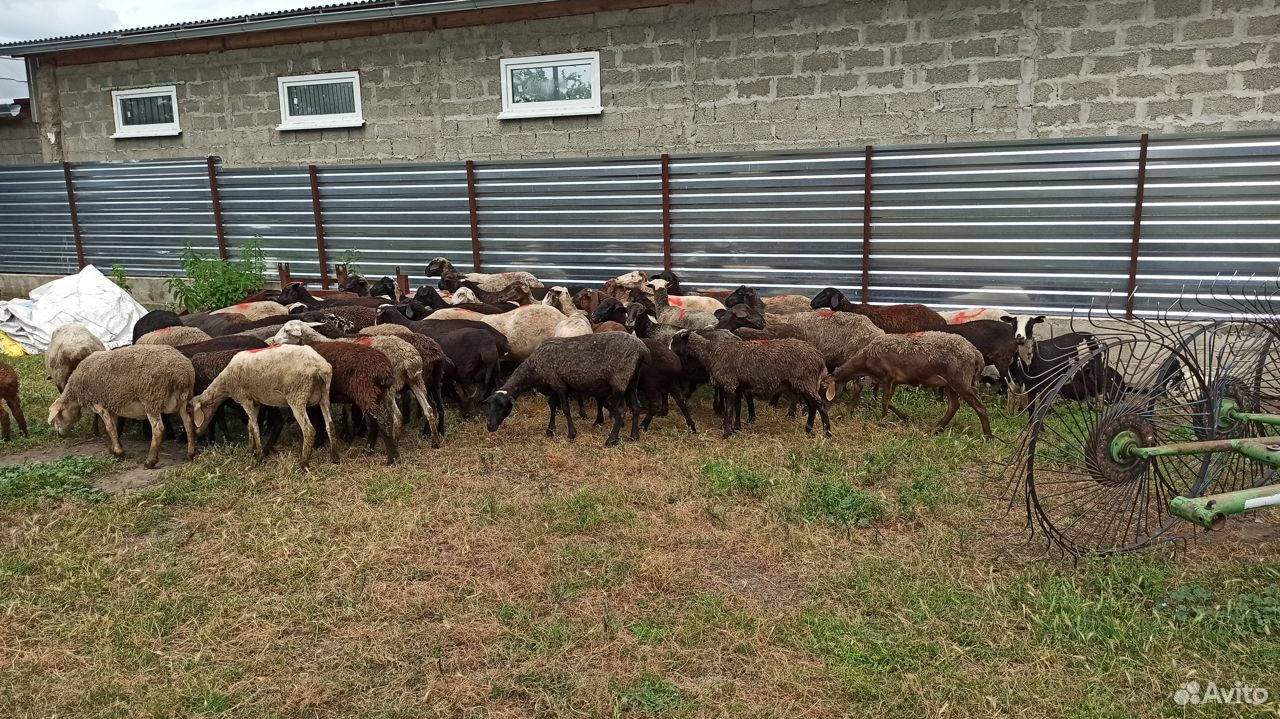 Овцы 70 голов купить на Зозу.ру - фотография № 2