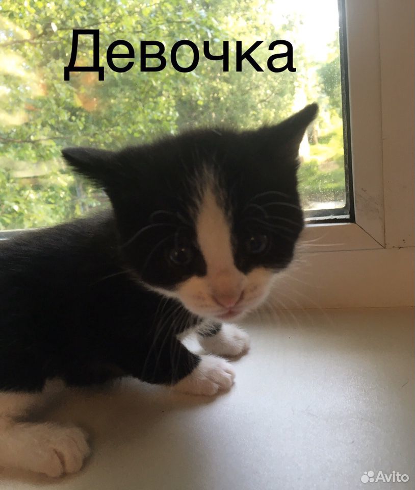 Отдам котят купить на Зозу.ру - фотография № 4