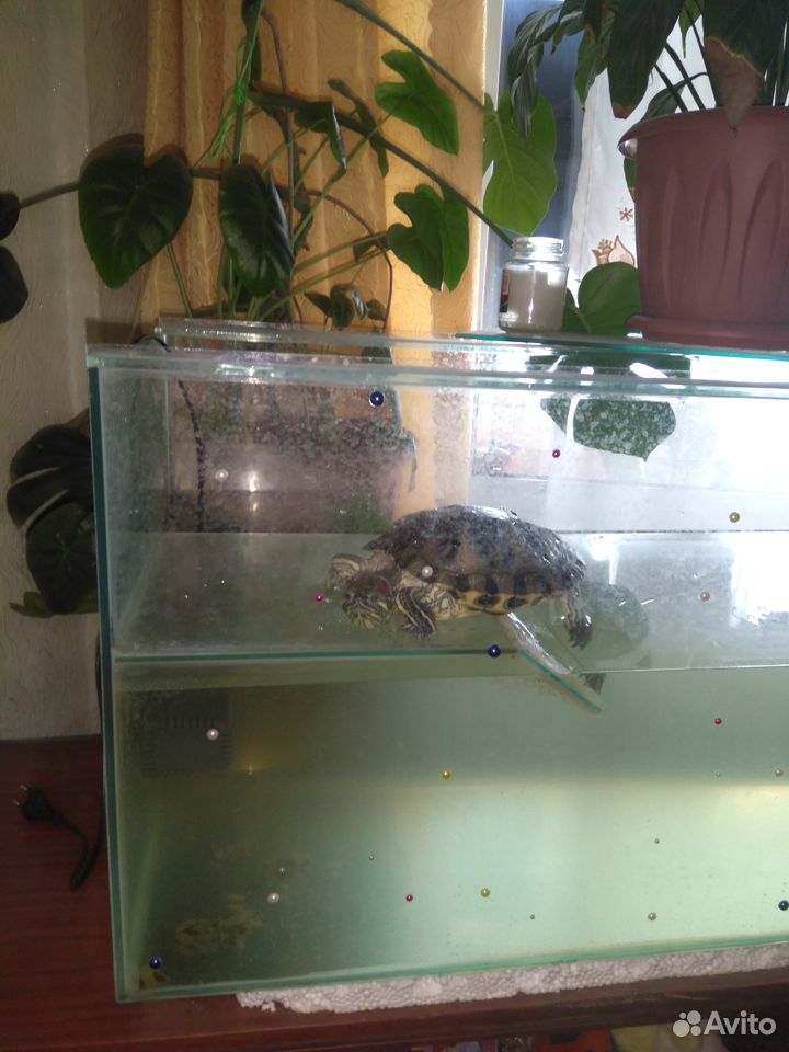 Взрослые красно ухие черепахи с аквариумами купить на Зозу.ру - фотография № 4
