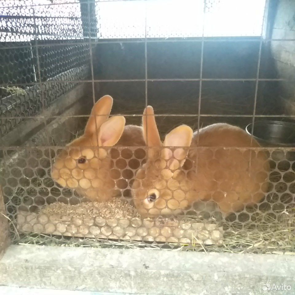 Кролики, поросята вьетнамские купить на Зозу.ру - фотография № 2