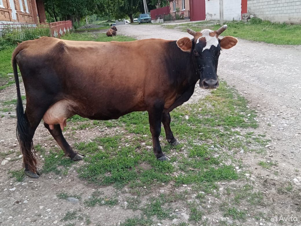 Корова дойная,с теленком дает 12литров молока купить на Зозу.ру - фотография № 5
