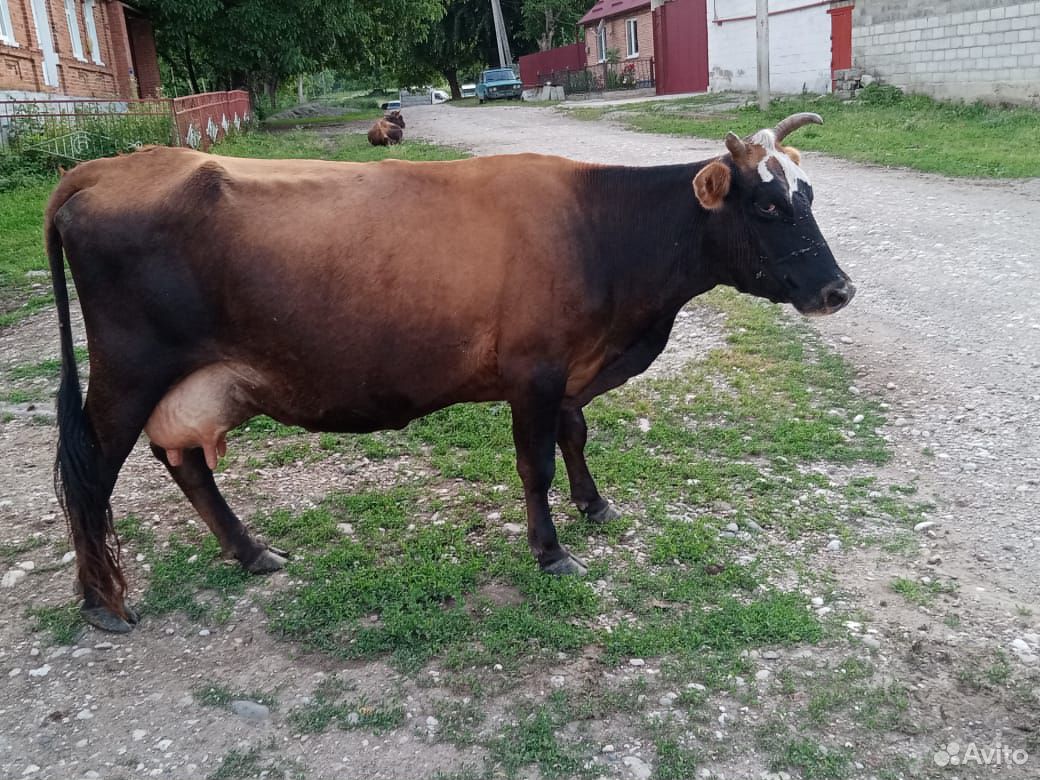 Корова дойная,с теленком дает 12литров молока купить на Зозу.ру - фотография № 1