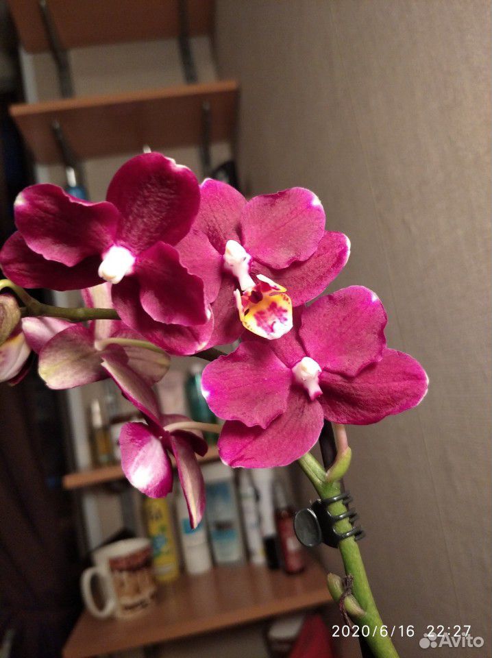 Орхидея фаленопсис комплект купить на Зозу.ру - фотография № 3